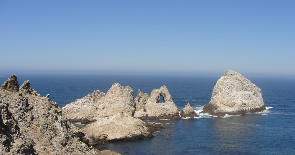 Guide to Farallon Islands Birdwatching & Wildlife Excursions